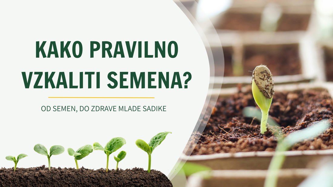 Naslovnica vodiča Kako pravilno vzkaliti semena s kalčkom in mladimi sadikami
