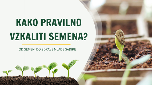 Naslovnica vodiča Kako pravilno vzkaliti semena s kalčkom in mladimi sadikami